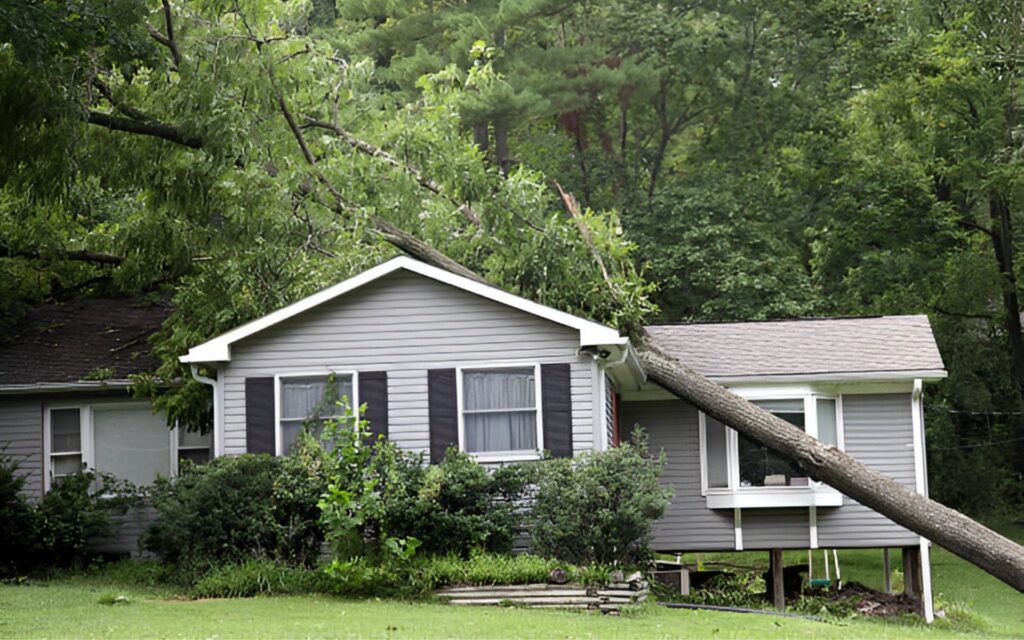 Fallen tree damaging house roof after storm.